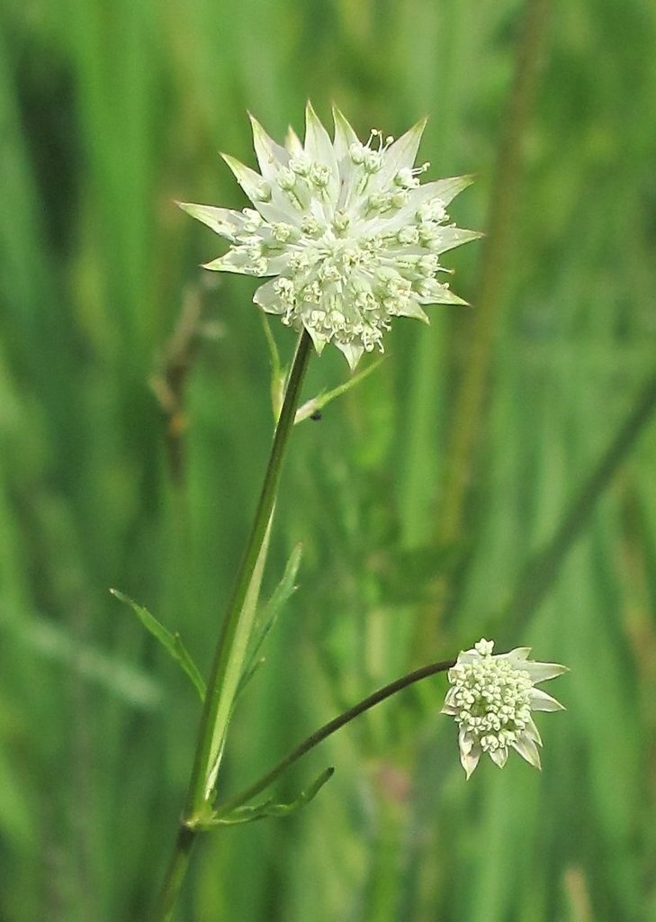 Astrantia minor